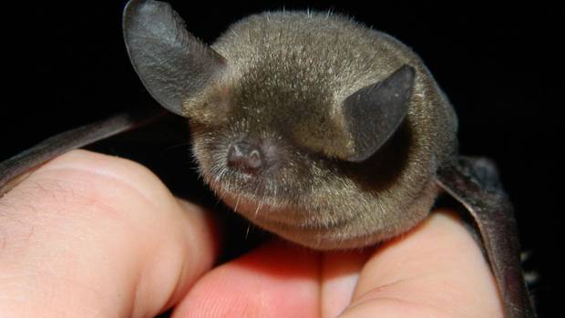 bat.jpg.8e38aabfd45adc2b343839b833aebe4a.jpg