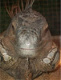 iggy the lizard