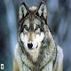 GreyWolf1