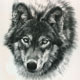 El_Lobo