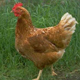 Lemonchicken