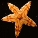 Star__fish__fan