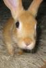 Pennyiscute