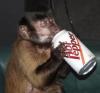 Dr. Pepper