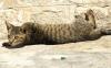Atom Smasher