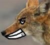 Mr. Coyote