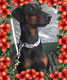 Hilde