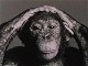 Chimpanzee