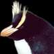 MayorPenguin