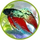 fishyguy52