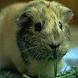 guinea