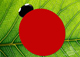 ladybug2