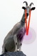 lasergoat