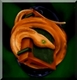 dakan