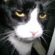 catsmallboring