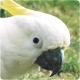 Cockatoo