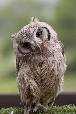 littleOWL