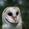 Mr Hoot