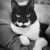 WiseCat