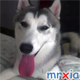 mrxia