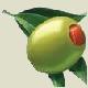 the olive