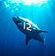 whiteshark12